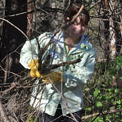 Buckthorn volunteer.jpg